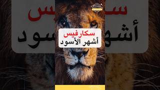 سكارفيس.. الأسد الأسطورة الأكثر شهرة #حيوان #حيوانات #أسود #سكار #animals #scarface @albassita