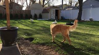 Ora the golden retriever gets chased by her ducks