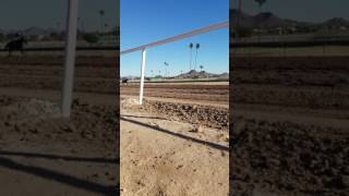 Turf Paradise Horse Racing Dec 4 2016