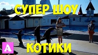 СЕВЕРНЫЕ МОРСКИЕ КОТИКИ! СУПЕР ШОУ НА АРЕНЕ!