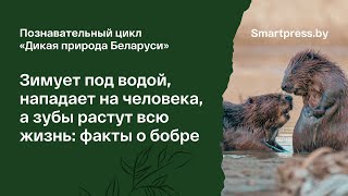 Зимует под водой, нападает на человека, а зубы растут всю жизнь: факты о бобре