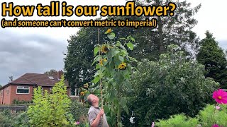 Giant Sunflower - how tall?