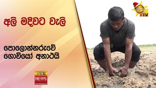 අලි මදිවට වැලි..පොලොන්නරුවේ ගොවියෝ අනාථයි - Hiru News