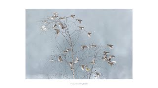 Vincent Munier - Célébrer la beauté du monde sauvage !