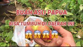 PANEN BUAH MATOA(buah asli papua tapi bisa tumbuh di daerah ini😱⚠️