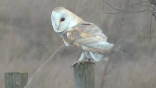 Barn Owl in the Wind