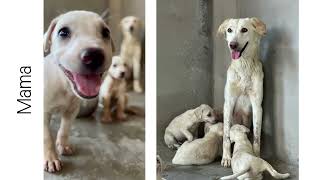 Mama & Her Pups: Thriving in a Safe Haven!