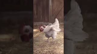 Smart Chicken