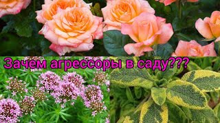 Никогда не сажайте это растение🎃!!! Или как посадить агрессивное растение и не навредить розам🤔???