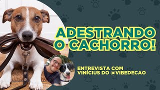 Adestramento para cães: dicas, informações e curiosidades da prática!