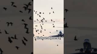 Sky Conflicts: The Reality of Bird vs Plane Collisions [fact]