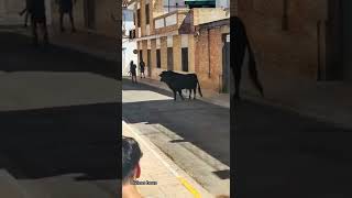 toro ganadería Santa Ana Museros 18 agosto 2022