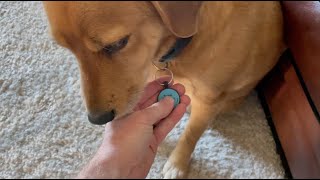 How to Setup a Digital Pet ID Tag- MyLuckyTag