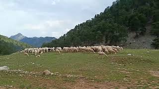 SHEEP FARM ( KOYUN ÇİFTLİĞİ )