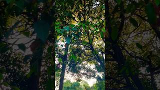 #trees #ilayaraja #green #sunset #village #greenish #shortsviral #shortsfeed #shorts