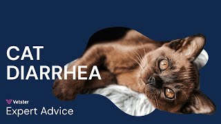 What To Feed A Cat With Diarrhea? Treatment, Home Remedy or Food