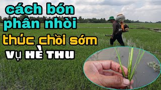 cách bón phân NHÒI thúc chồi sớm trong vụ HÈ THU #118 l thanhdotv