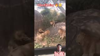 खतरनाक शेरो की लड़ाई 😳😡| Danger Lions fighting 🔥😡 #shorts #lions #animals