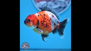 Shogun Calico Oranda 3.5-4.5 in (241011_OR02)