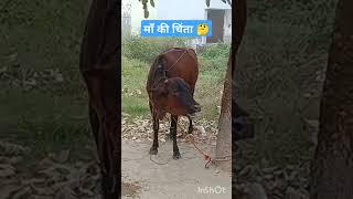 मन की चिंता बढ़ गई 🤔#gay Mata so sweet animal#viral #viral #viral shorts#