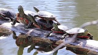 Western Painted Turtles Sun Bathing On A Log