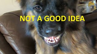 German Shepherd Shows Food Aggression