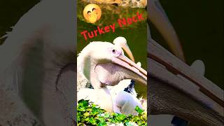 Look Turkey Neck 🤭 #subscribe #viral #shorts @youtubecreators #YouTubeHighFive