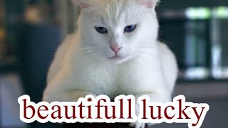 cute and funny cat video#virulcat#funnycat#funnycatvideos #funnycatvideo #cutecat #cuteanimal