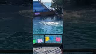 THREE DOLPHINS WALKING UPRIGHT IN THE WATER IN UNISON AT THE MIAMI SEAQUARIUM SHOW #shorts