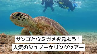 【奄美大島・シュノーケリング】サンゴとウミガメを見よう！人気のシュノーケリングツアー（動画撮影）