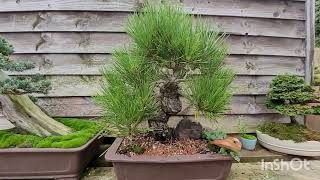 Black pine with natural fungi