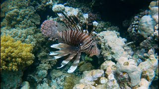 Red Sea heaven - the reef from Gorgonia to Shams Alam resorts