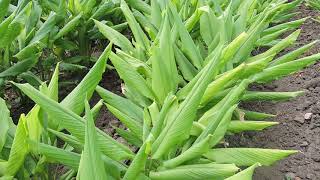 Turmeric cultivation through Raised bed with drip system by KVK Adilabad