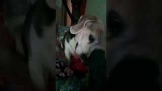 Beagle gets pet