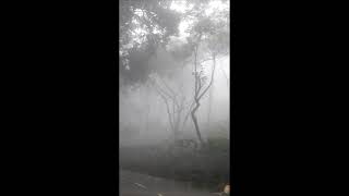 Foggy Day in Yercaud|| Beautiful Natural Scenery in Yercaud|| Yercaud Hills|| Foggy Day|| Nature||