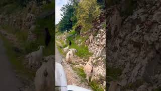 The goats are jumping on the mountain 🤣🔥 #goat  #nature #mountain #turkey #funny #sea #funnyvideo