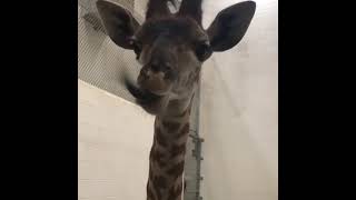 Talented giraffe 😂😂 Best Animals compilation 2021| #shorts | Top Viral Animal Videos