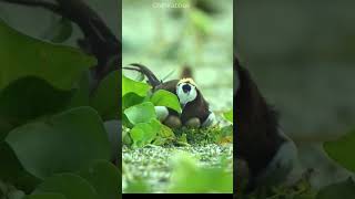 Exclusive: Close-Up of Pheasant Tailed Jacana Incubating Eggs  #trendingshorts#shortsfeed  #wildlife