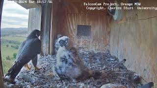 FalconCam Project 05.11.2024 18:51