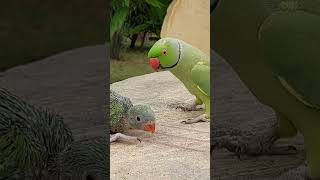 Amazing Talking Parrot Greeting Baby Ringneck Parrot #talkingparrot #cute