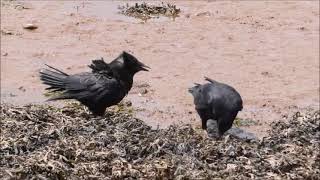 Crow feeding juvenile at Exe Estuary June 2022