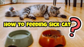 How to Feeding Sick Cat