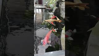 Toni Kroos #koi #koifish #fish #koifarm #fishing #koipond #aquarium