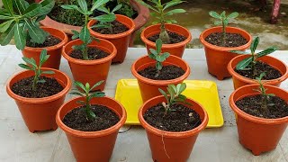 Repotting my baby Adeniums. Adeniums grown from seeds #adenium #adeniumseedlings