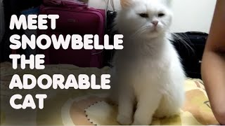 Play with Snowbelle The Adorable Cat | Q Fam