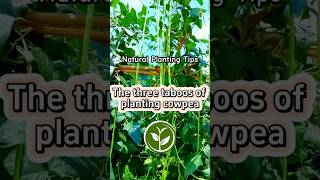 The three taboos of planting cowpea #plants #shortvideo #garden #youtubeshorts #viralvideo