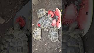 herman tortoises  enjoying a massive seeded watermelon 🍉🐢🐢🐢🐢.