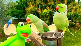 Talking Parrots Funny Video