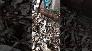 Cutting cassava