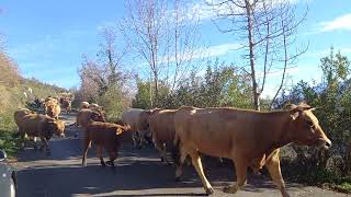 Vacas en la subida a la capilla de Alba, Quirós - GUIASTUR